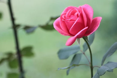 Top Rosejpg Red Pretty White Images For Pinterest