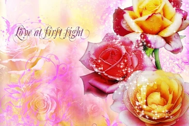 Download Flowers Rose Flower Wallpapers