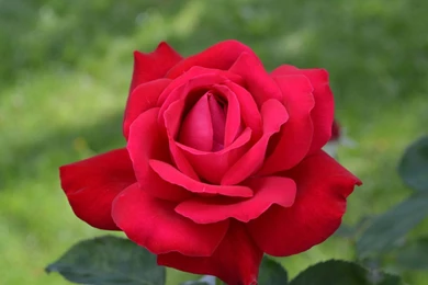 Red Rose Flowers HD Images