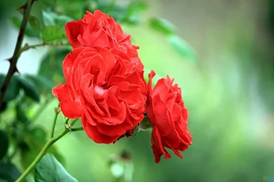 Rose Flowers Hd Images Free Download