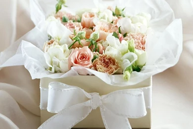 White Rose Flowers Wallpapers