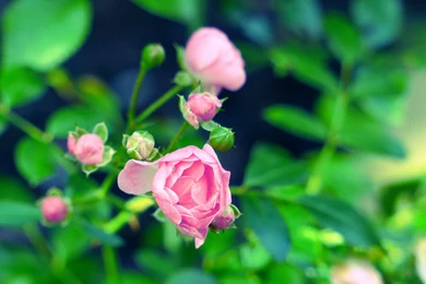 Rose Flowers Full HD Wallpapers Free HD Wallpapers   Download Rose ...