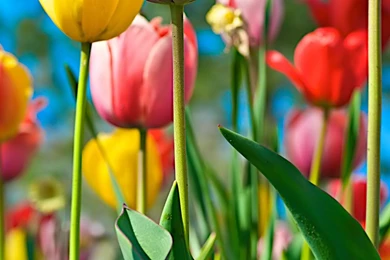 Desktop Wallpapers · Gallery · HD Notebook · Field Of Tulips Laptop ...