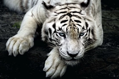 2560x1440 White Tiger Hd Wallpapers