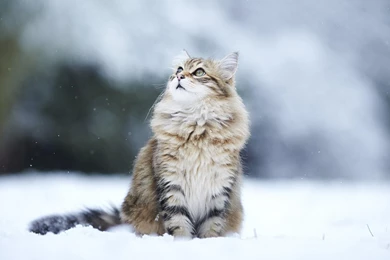 Cats Humor Winter Snow Flakes Free Desktop Backgrounds >> HD ...