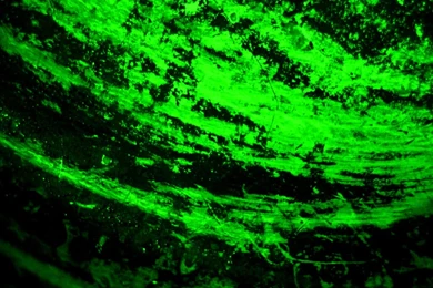 Top Lime Green Cool Background Images For Pinterest