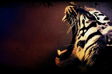 Tiger Hd Wallpapers In Hd