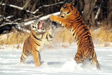 Tiger Backgrounds Wallpapers