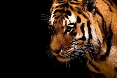 Tiger HD Wallpapers   Like The White Siberian Or From India.