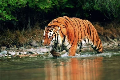 Free Tiger Wallpapers For Desktop