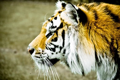 Animals Tiger Face Spots Section Blur Backgrounds Wallpapers ...