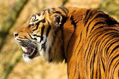 Big Elder Angry Tiger In Jungle HD Wallpapers Desktop Backgrounds ...