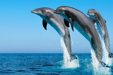 Hd Wallpapers For Laptop