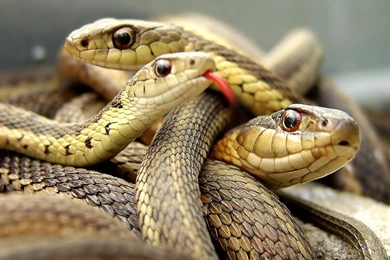 HD Backgrounds For Laptops Background Images