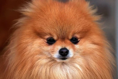 Pocket Dog Images Wallpapers HD Wide