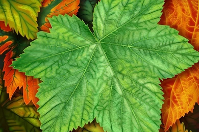 Green Over All Wallpapers