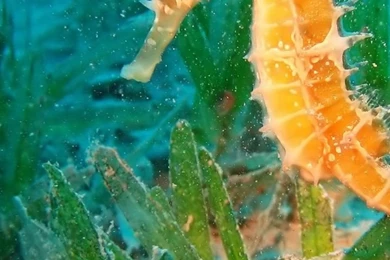 Page 4: Samsung Galaxy S3 Underwater Wallpapers HD, Desktop ...