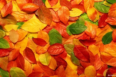 Free Wallpapers For Laptop Backgrounds