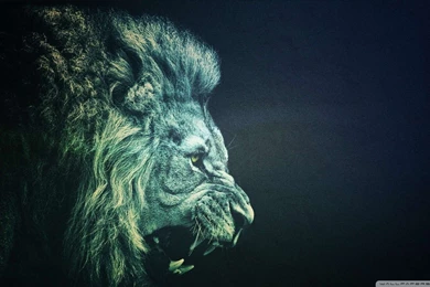 Lion 14 Wallpapers 1080P Hd Is A Fantastic Hd Wallpapers For Your PC ...