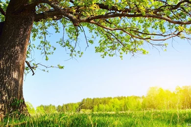 Best Nature HD Wallpapers