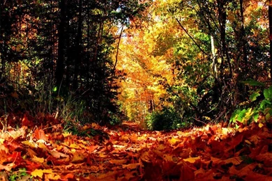 Fall Season Wallpapers   Crazy Frankenstein