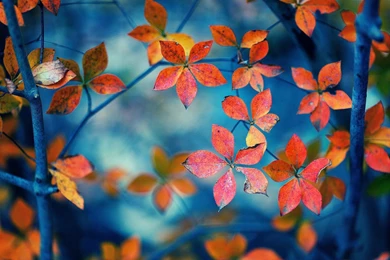 Fall Leaves Of Autumn Season Wallpapers Download HD