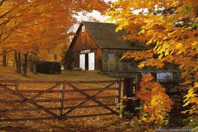 Fall Leaves Wallpapers 2   Crazy Frankenstein