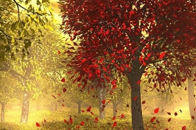 HD, 3D, Creative, Desktop, Wallpaper,image