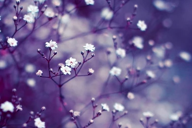Nature Flowers Macro Mac Wallpapers Download