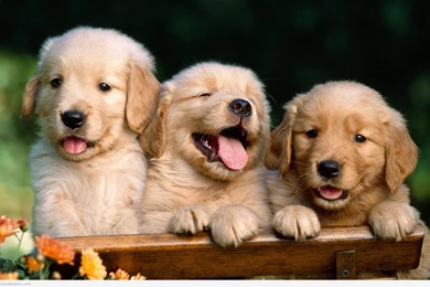 Cute Puppy Dog Animal Desktop Wallpapers Download Cute Puppy Dog ...