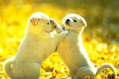 Cute Puppy Desktop Backgrounds   More Information