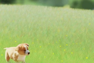 Cute Puppy Names 30 Desktop Backgrounds   Hivewallpaper.com