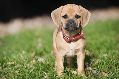 Top Puppy Desktop Images For Pinterest