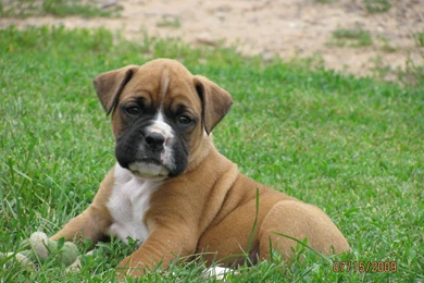 Dogs: Boxer Taking Break Puppy Cute Puppies Sa Desktop Backgrounds ...