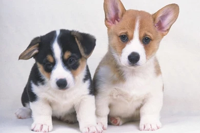 Cute Puppies Photos   Lovely Puppy Portraits 1024x768 NO.41 ...