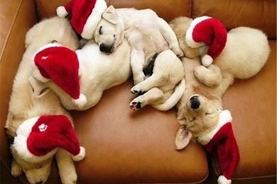 Cute christmas puppy images wallpaper.jpg