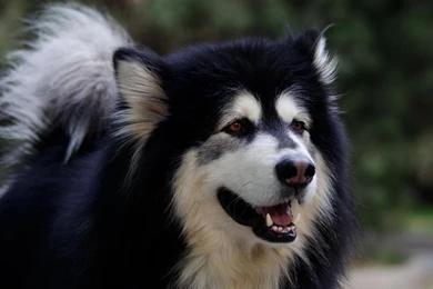 320x240 Wallpapers Page 425: Dog Rescuer Water Sea Beach Photos ...