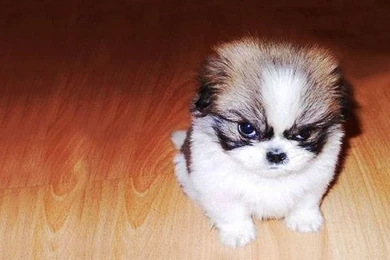 EVIL!!! On Pinterest