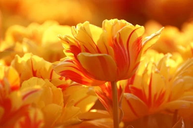 Wallpapers Hd 1080p   Download Free In High Resolutions!   YouTube