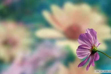 Animated Water Flower Screen Computer Laptops Backgrounds Beautiful ...