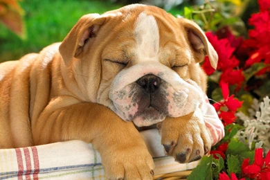 List Of Small Dogs With Images Wallpapers