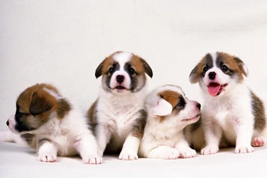 Puppy Wallpapers   Dogs Wallpapers (7013435)   Fanpop