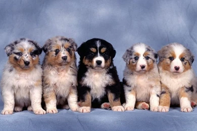 Dogs Wallpapers 37665 Images