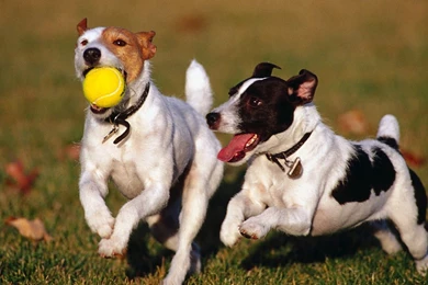 HD Dogs Wallpapers And Photos