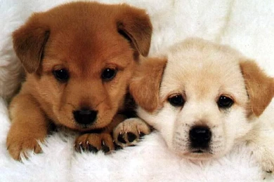 Animals Dogs Wallpapers   (