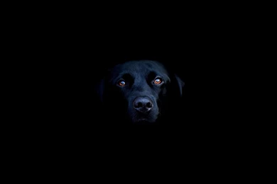 Black Dog Mac Wallpapers Download