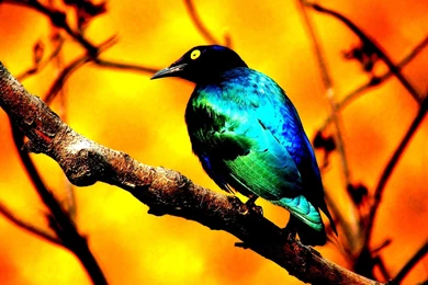 Birds Beautiful Colors Tree Abstract