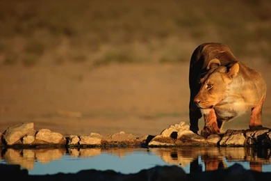 Lion HD Wallpapers African Lions Pictures