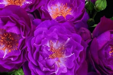 Colorful Flowers Leaves Black iPhone 6 Wallpapers HD And 1080P 6 ...