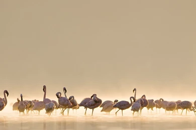 HD Quality Apple MAC OS X Wallpapers 17   SiWallpapers 11987